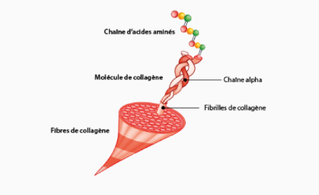 R&ocirc;le du Collag&egrave;ne